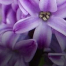 Butterfly Landscaping LLC logo